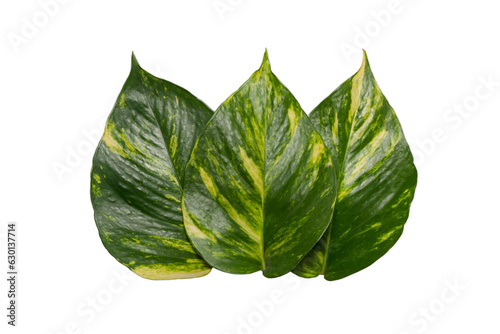 Sirih gading, Epipremnum aureum leaf isolated on white background
