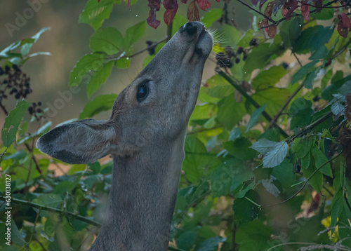 Doe Portrait