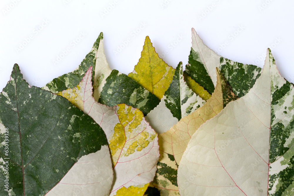 Fototapeta premium Multi color leaf. Isolated on a white. 