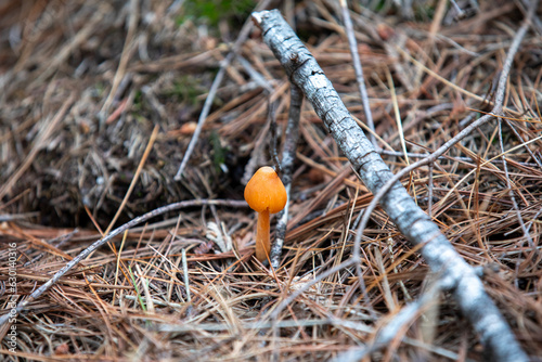Orange-colored mushrooms along the forest floor in an Ontario Provincial Park.