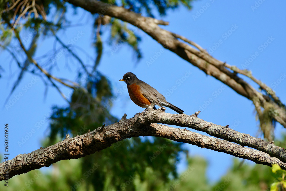 Fototapeta premium Red breasted Robin perched on a branch