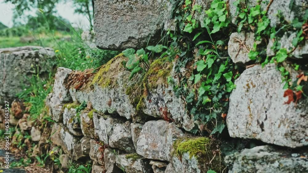 Remains of Ancient Roman Granite Block Stone Wall Overgrown with Evergreen Ivy Plant Remains of Ancient Roman Granite Block Stone Wall Overgrown with Evergreen Ivy Plant