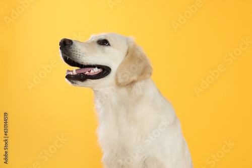 Cute Labrador Retriever on yellow background. Lovely pet