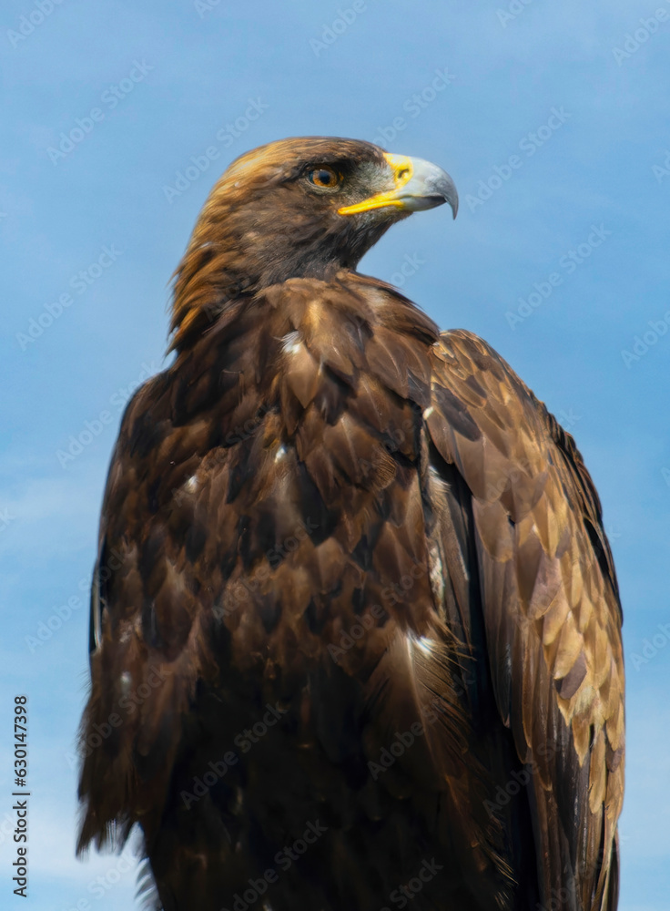 Golden Eagle Golden Eagle