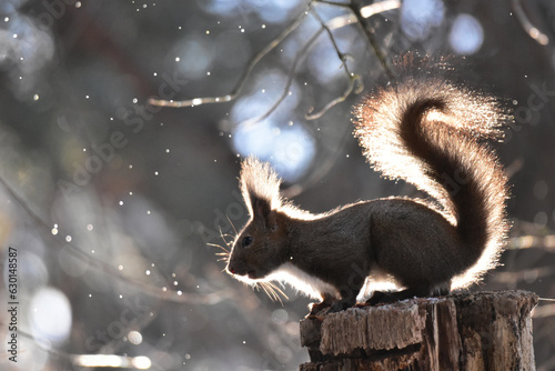 早春の雪の朝のエゾリス photo