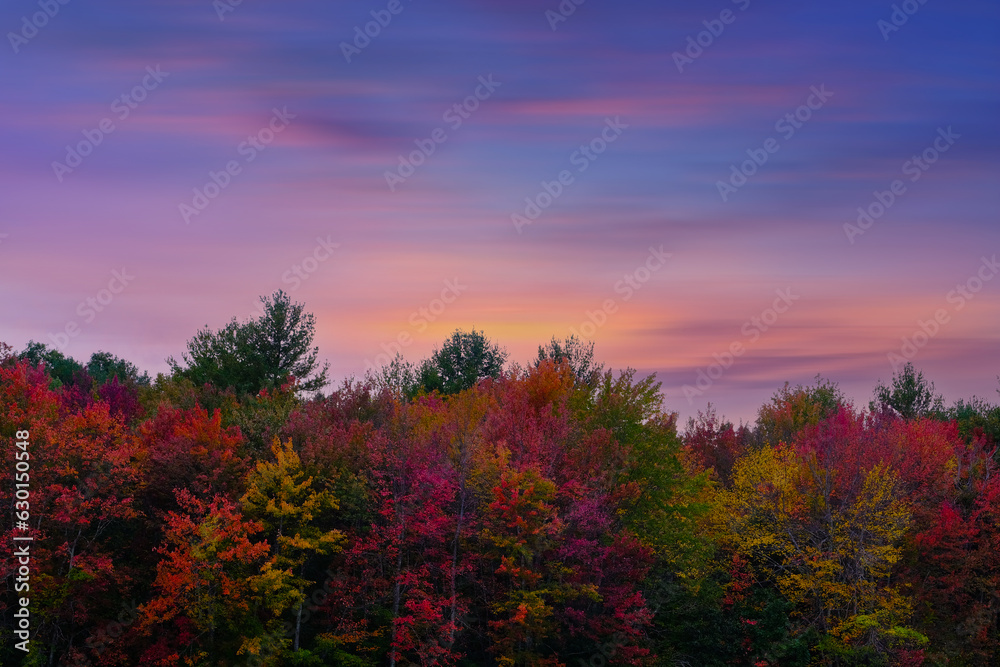 Naklejka premium Trees in autumn colors in a violet sunrise,