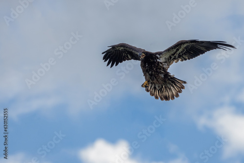 Juvenile Bald Eagle in flight ready to land on nearby tree