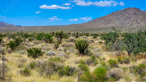 Summer Day in the Mojave National Preserve