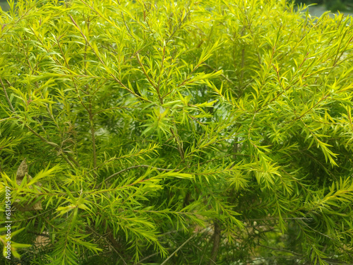 Melaleuca alternifolia.It is commonly known as tea tree. Narrow leaved paperbark.Flax leaved paperbark. Snow in summer.