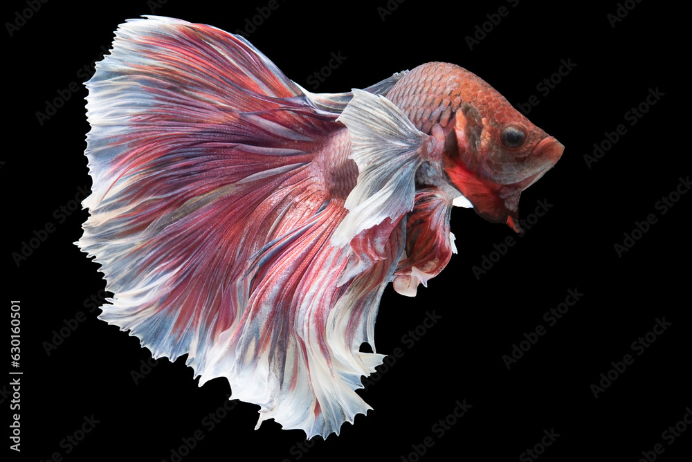 White-pink beautiful betta fish exudes a delicate and charming elegance captivating. White-pink beautiful betta fish exudes a delicate and charming elegance captivating.