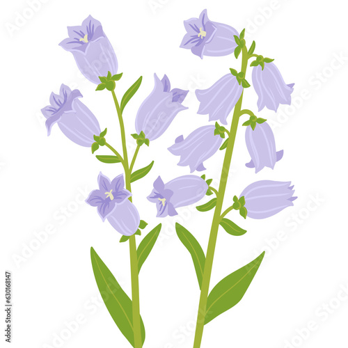campanula champion, vector drawing bell flowers at white background, hand drawn botanical illustration