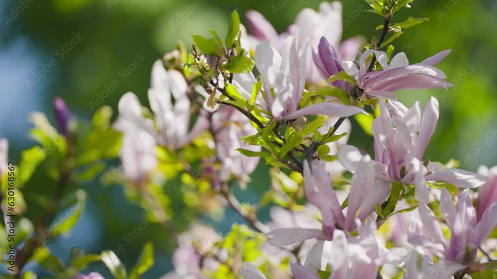 Balmy and delicate light pink magnolia flowers and bright green leaves cover the branches. Close-up parallax shot.