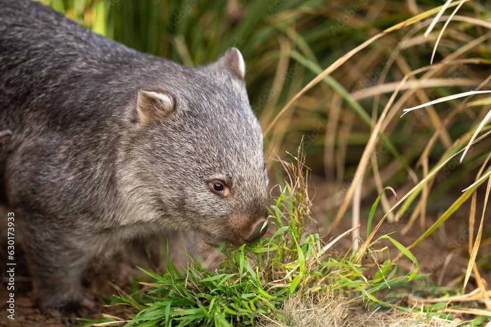 Beautiful wombat in the Australian bush, in a tasmanian park. Australian wildlife in a national park in Australia. Beautiful wombat in the Australian bush, in a tasmanian park. Australian wildlife in a national park in Australia.