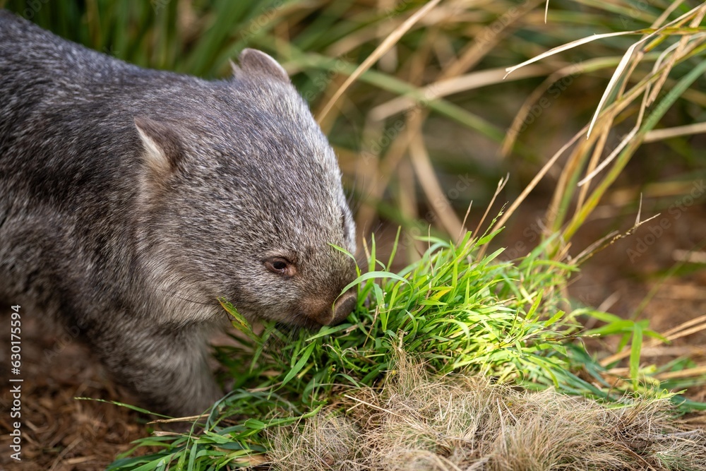Beautiful wombat in the Australian bush, in a tasmanian park. Australian wildlife in a national park in Australia.