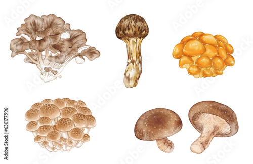 Set of Japanese autumn mushrooms (matsutake mushroom, maitake mushrooms, bunashimeji mushrooms, nameko mushrooms, shiitake mushrooms) drawn with digital watercolor photo