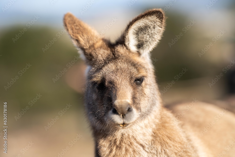 close up of a Beautiful kangaroo in the Australian bush. Australian native wildlife in a national park in Australia. close up of a Beautiful kangaroo in the Australian bush. Australian native wildlife in a national park in Australia.