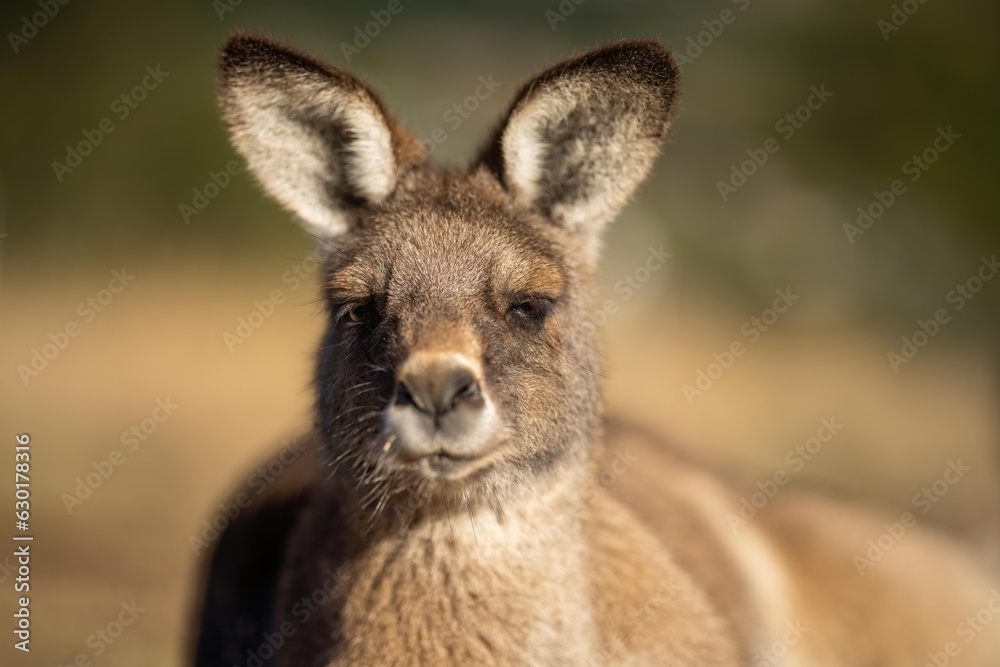 close up of a Beautiful kangaroo in the Australian bush. Australian native wildlife in a national park in Australia.