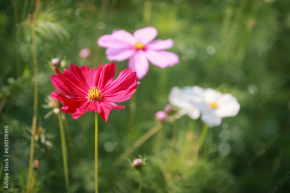 Selective Focus red cosmos flower and blurred green grass on background. Seasonal autumn cosmos flowers on the flower bed. Pretty aster blooming nature background