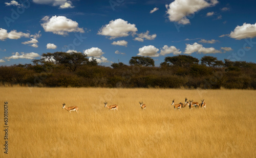 herd of springbok antelopes in Khutse Game Reserve, Botswana, bush in the dry season