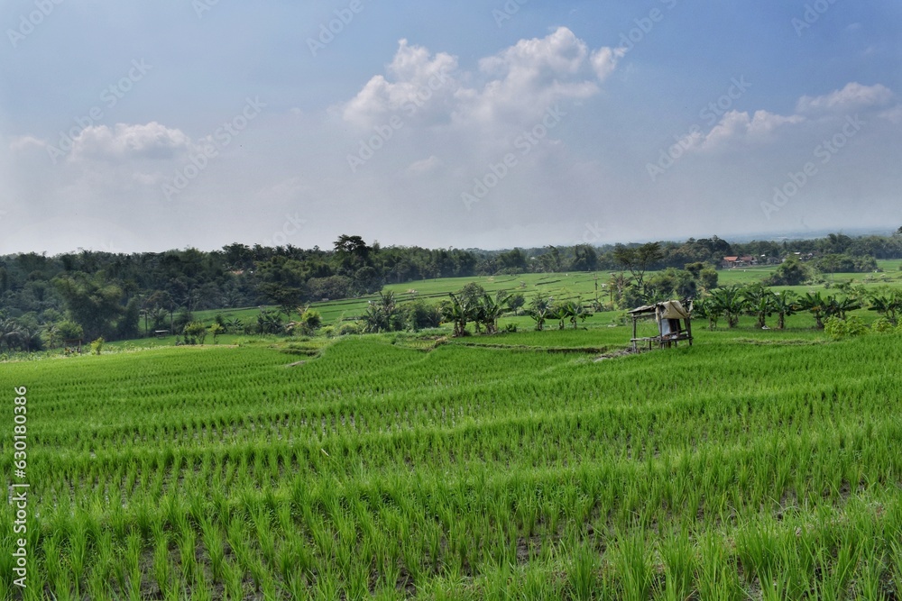 vineyard in region