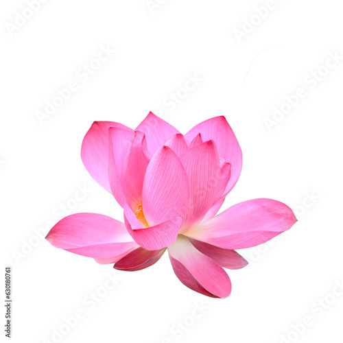 Pink lotus flower on png transparent background