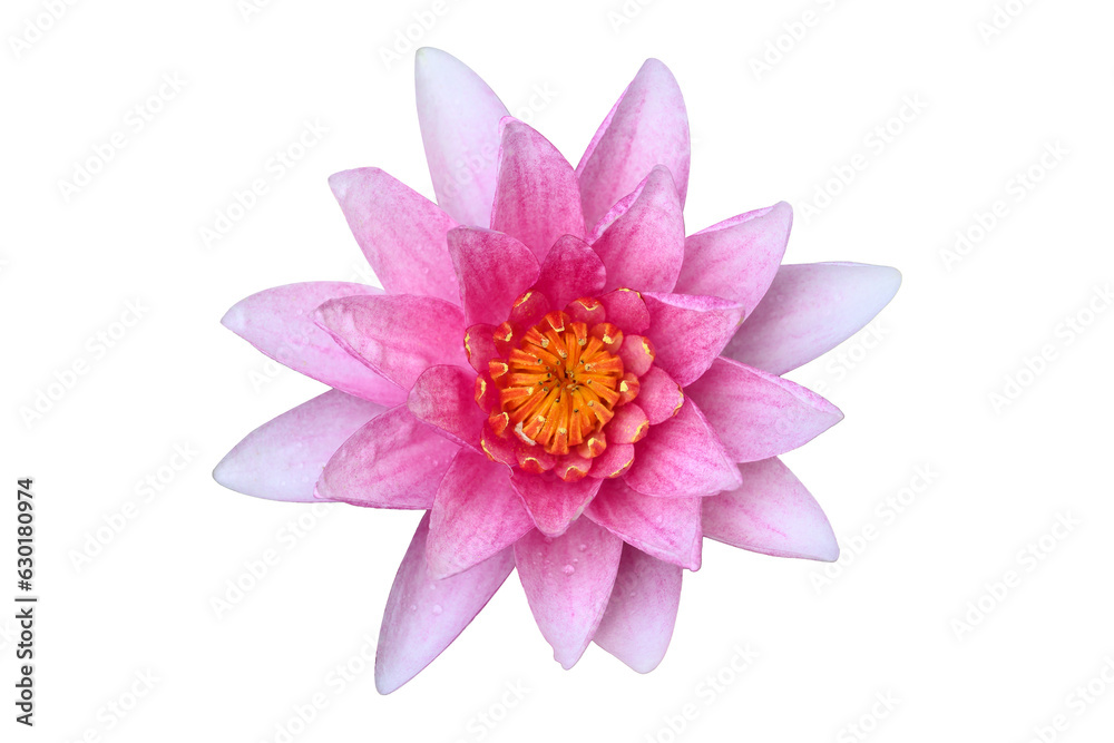 Pink water lily lotus on png transparent background