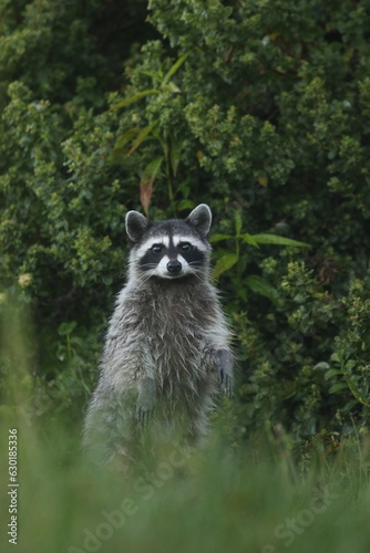 Raccoon Watch © Chuck