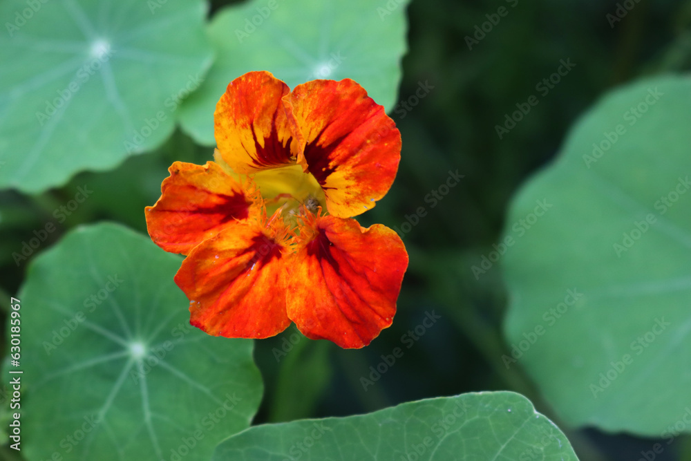 Nasturtium, plant with round leaves and bright orange, and red ornamental edible flowers. Tropaeolum Nasturtium, plant with round leaves and bright orange, and red ornamental edible flowers. Tropaeolum