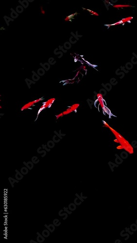 Koi fish, Fancy Carp are swimming, Vertical video.