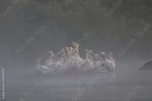 Moody American White Pelicans