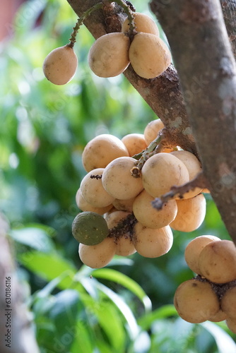 longkong fruit is a medium-sized fruit with small brown granules, sweet taste