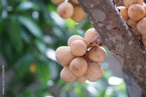 longkong fruit is a medium-sized fruit with small brown granules, sweet taste photo