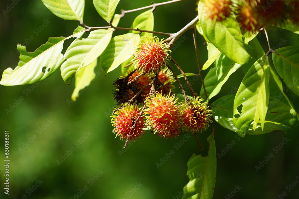 wild ripe rambutan fruit on tree wild ripe rambutan fruit on tree