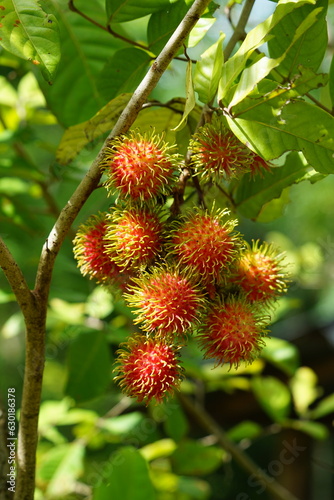 wild ripe rambutan fruit on tree