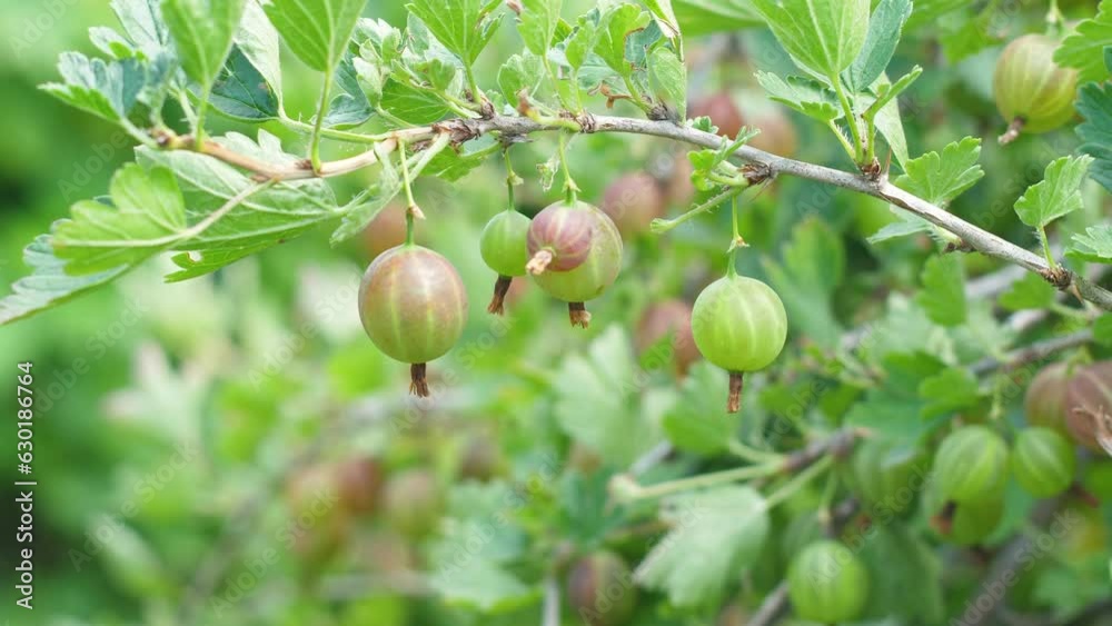 Green gooseberry on a branch in the garden. Growing fresh and ripe organic gooseberries. farming, picking summer berries Green gooseberry on a branch in the garden. Growing fresh and ripe organic gooseberries. farming, picking summer berries