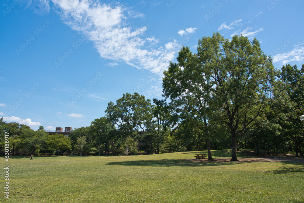 Park with full of green in Summer time Park with full of green in Summer time