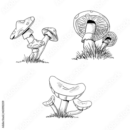 Set of mushrooms. Vector illustration. Isolated on white. Hand drawn style.