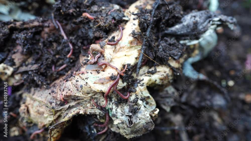 worms in a Compost pile, organic thermophilic compost turning in Tasmania Australia worms in a Compost pile, organic thermophilic compost turning in Tasmania Australia