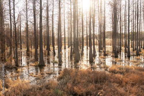 Fototapeta Naklejka Na Ścianę i Meble -  Dead trees reflected in swamp water