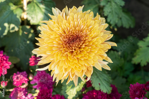 A bouquet of chrysanthemums. Multi-colored bouquet of flowers.