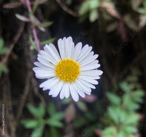 white daisy flower