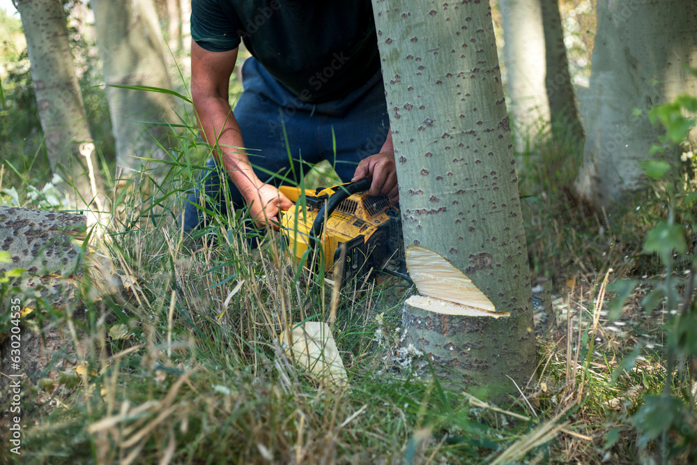 a man cutting the wood in a forest with a chain saw a man cutting the wood in a forest with a chain saw