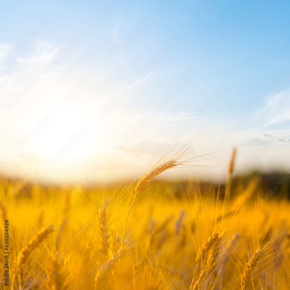 summer wheat field at the sunset, countryside industrial background