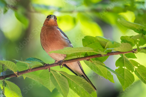 Common chaffinch, Fringilla coelebs, sits on a branch in spring on green background. Common chaffinch in wildlife.