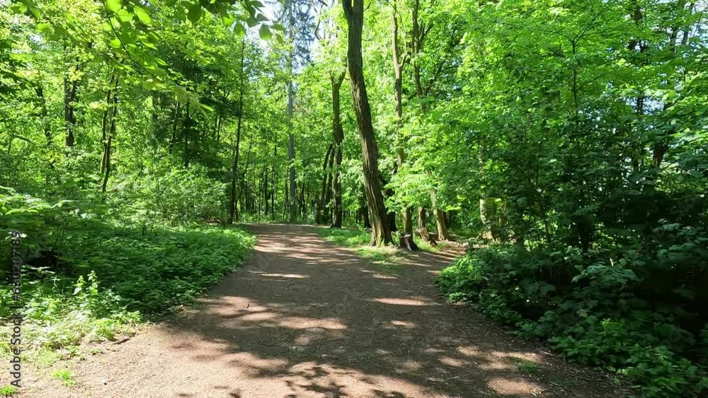 Path in the forest. A walk in the forest in beautiful sunny weather. View of trees with green leaves. Path in the forest. A walk in the forest in beautiful sunny weather. View of trees with green leaves.