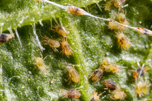 Tetranychus urticae ( red spider mite or two-spotted spider mite) is a species of plant-feeding mite. It is a pest. Pest on a cucumber leaf. Microscopic image.