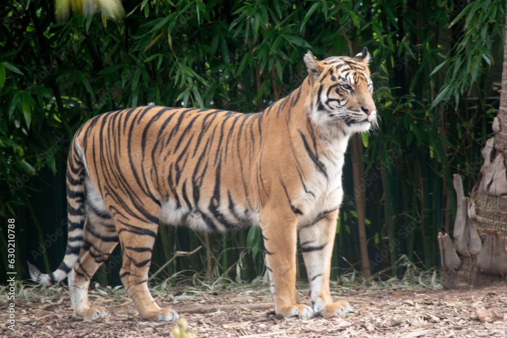 Fototapeta premium the tiger is watching over her cubs