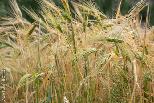 The beautiful field of Barley