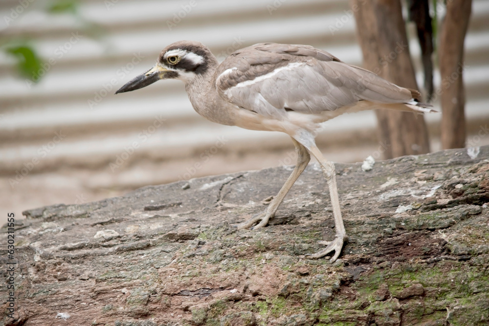 The beach stone curlew is largely grey-brown upperparts with a distinctive black-and-white striped face and shoulder-patch. The beach stone curlew is largely grey-brown upperparts with a distinctive black-and-white striped face and shoulder-patch.