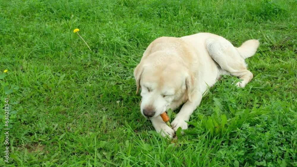 Fawn Labrador retriever dog holding and eating carrot on green grass. Natural food for dogs. Fawn Labrador retriever dog holding and eating carrot on green grass. Natural food for dogs.